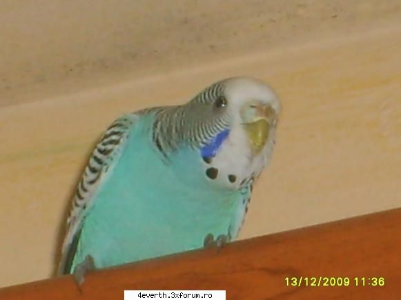Poozee cu ...mnn - Papagalul meu CoCo - Pics whit us